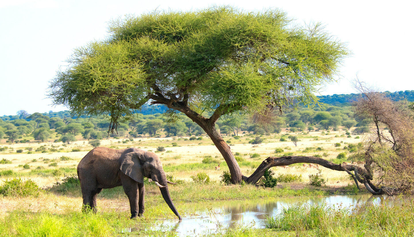 Tanzania’s Luxury Safari Tour