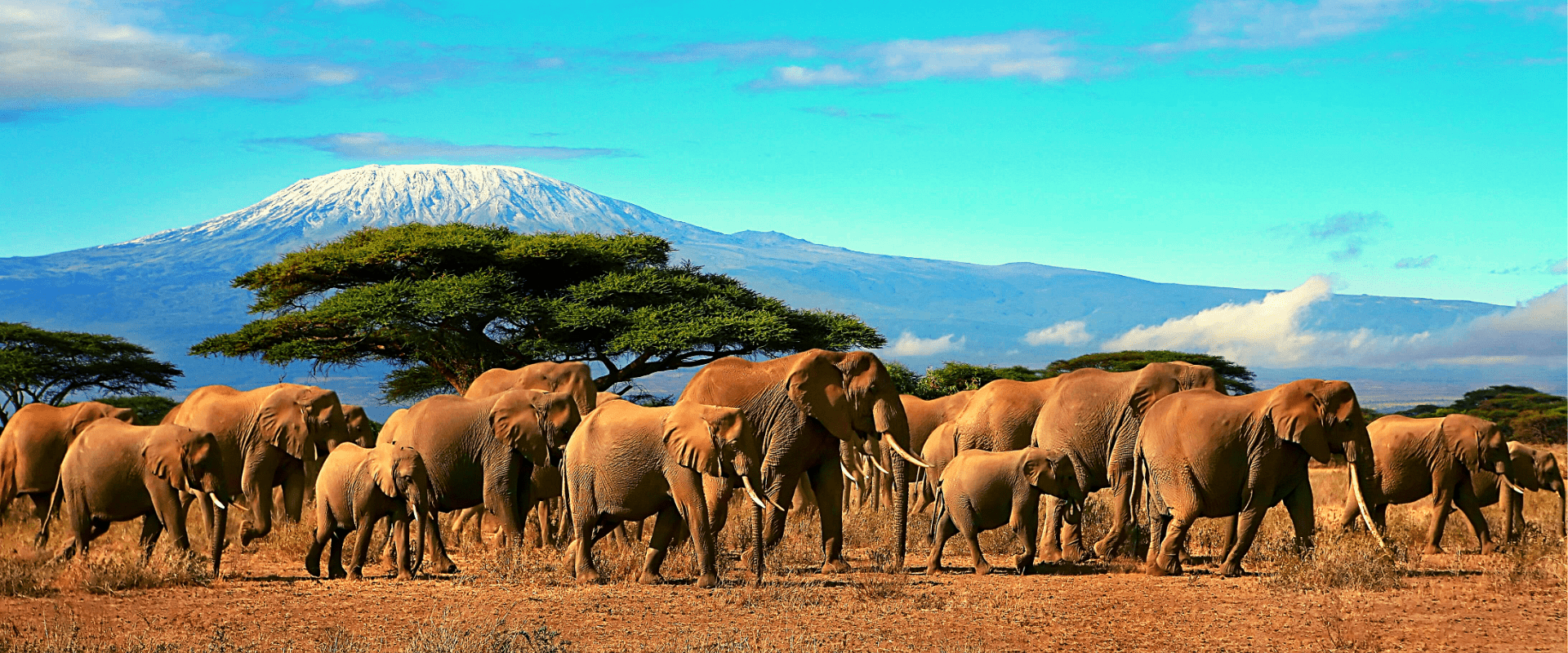 Kili Climb Marangu & Safari Tour