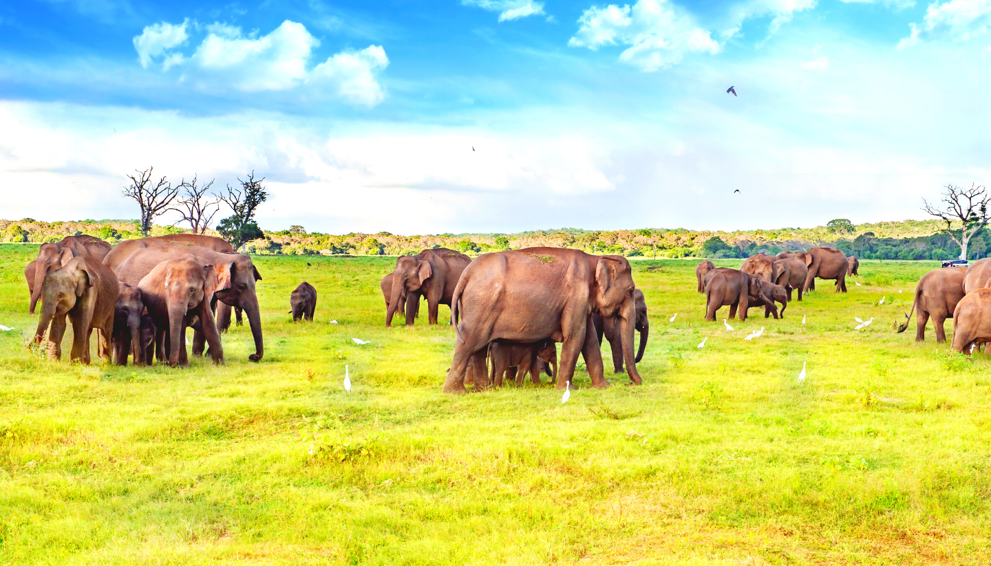 Sri Lanka – Nature & Wildlife Premium Tour